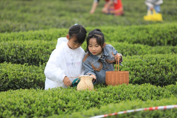 小朋友在茶園體驗(yàn)采茶。胡程攝