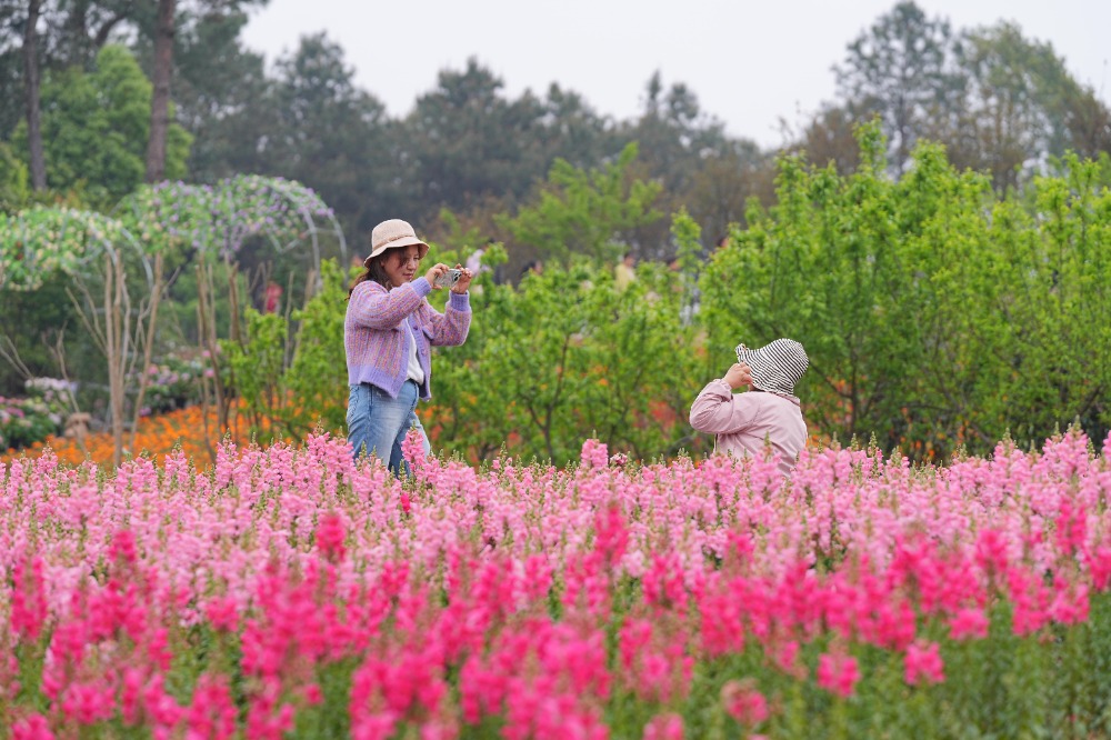 4月6日，北碚區(qū)復興街道漫花山田農業(yè)公園，游客在此踏青賞花，拍照留念。特約攝影 秦廷富