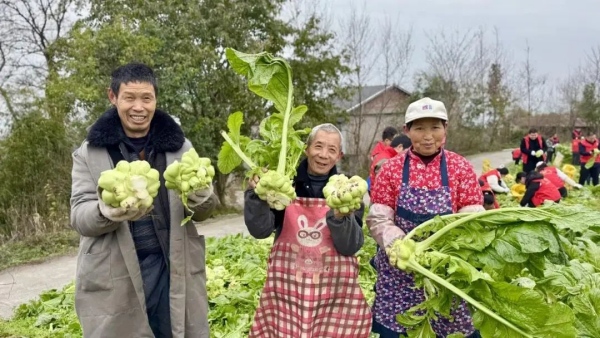 青菜頭豐收。涪陵區(qū)融媒體中心供圖