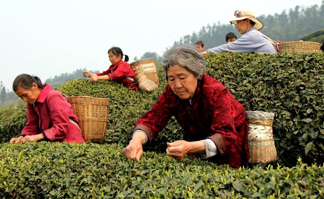 村民采摘茶葉。江津區(qū)委宣傳部供圖