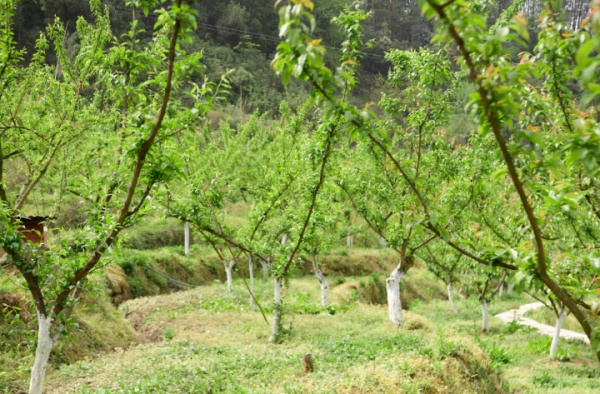 郭扶鎮(zhèn)龍泉村果蔬種植基地。唐斌皓 攝