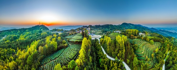 永川茶山竹海國家森林公園。永川區(qū)委宣傳部供圖