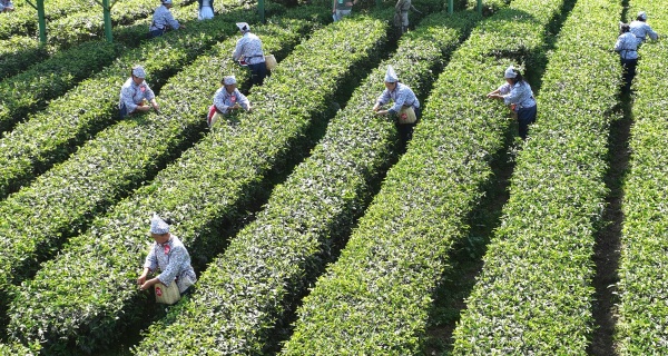 巧手翻飛采茶忙。陳仕川攝