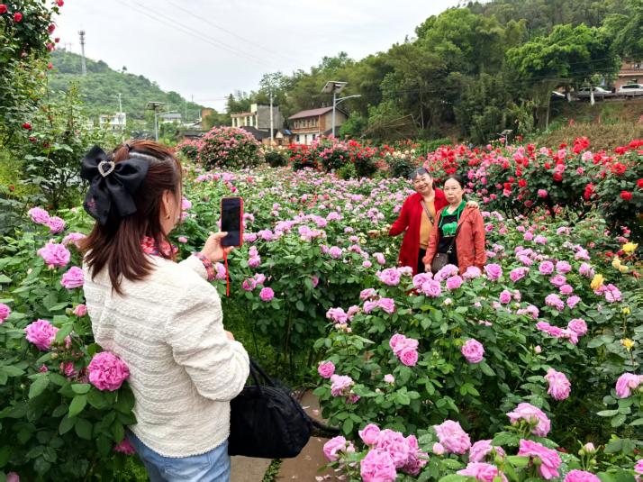 游客置身花海，拍照記錄。徐雯瑄攝