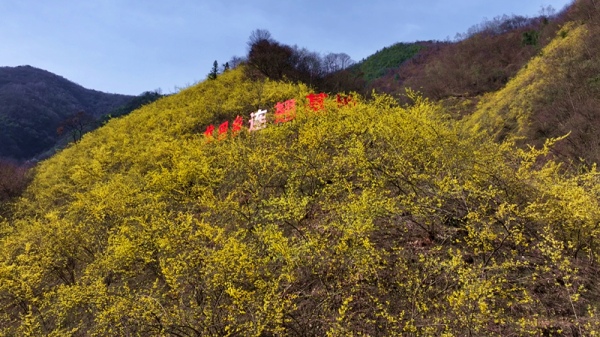 連翹種植基地。冉運攝