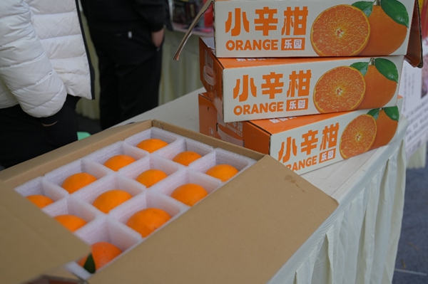重慶小辛柑果業(yè)公司的柑橘 丁新攝