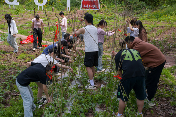 學(xué)生在校園農(nóng)場搭建農(nóng)作物架子。重慶理工大學(xué)供圖