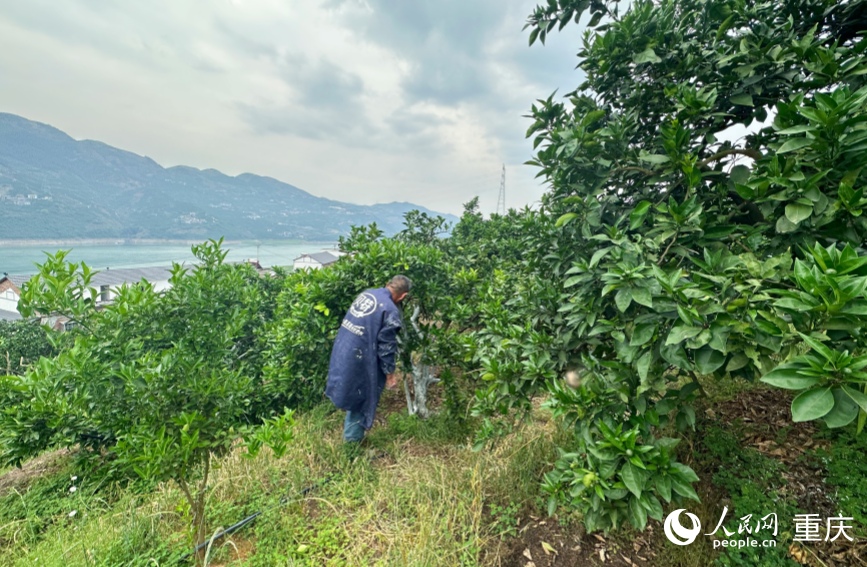 三沱村的村民正在為果樹刷石灰進(jìn)行管護(hù)。人民網(wǎng)記者 劉政寧攝