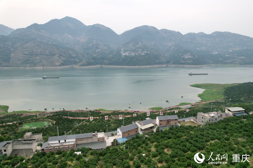 三沱村正以“三峽橙莊”建設(shè)為契機(jī)，描繪鄉(xiāng)村振興新圖景。人民網(wǎng)記者 劉政寧攝