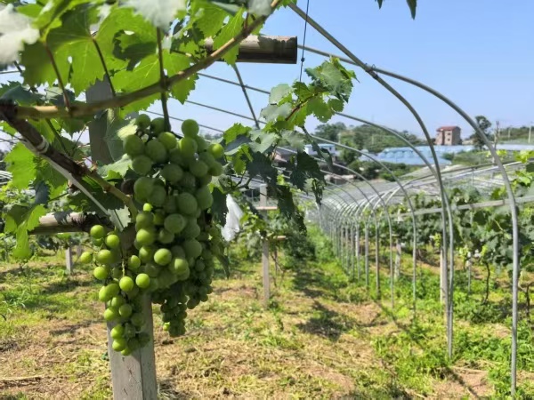 石龍社區(qū)葡萄小鎮(zhèn)葡萄即將豐收。蔣海濤攝