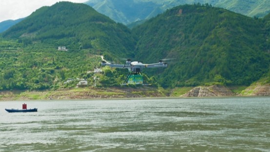 無人機(jī)助力脆李過江。王先平攝