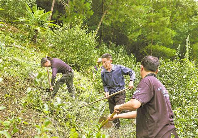 　八月十二日，開州雪寶山鎮(zhèn)楓竹村金竹園，村民們正在為茶林除草。記者 尹詩語 攝\視覺重慶