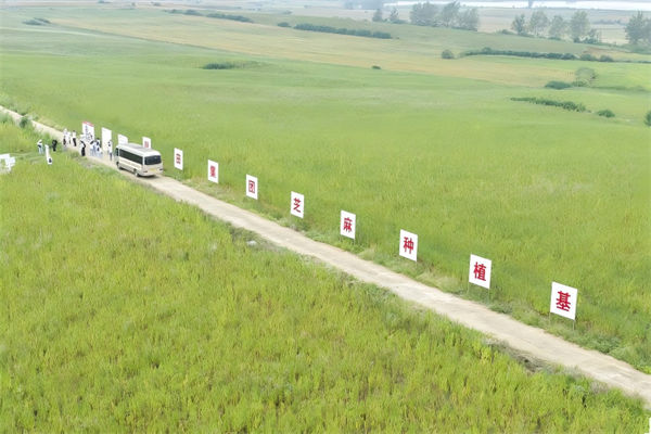 馨田集團(tuán)芝麻種植基地。主辦方供圖