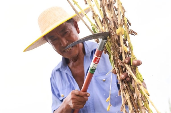農(nóng)民正在進(jìn)行芝麻脫粒。主辦方供圖