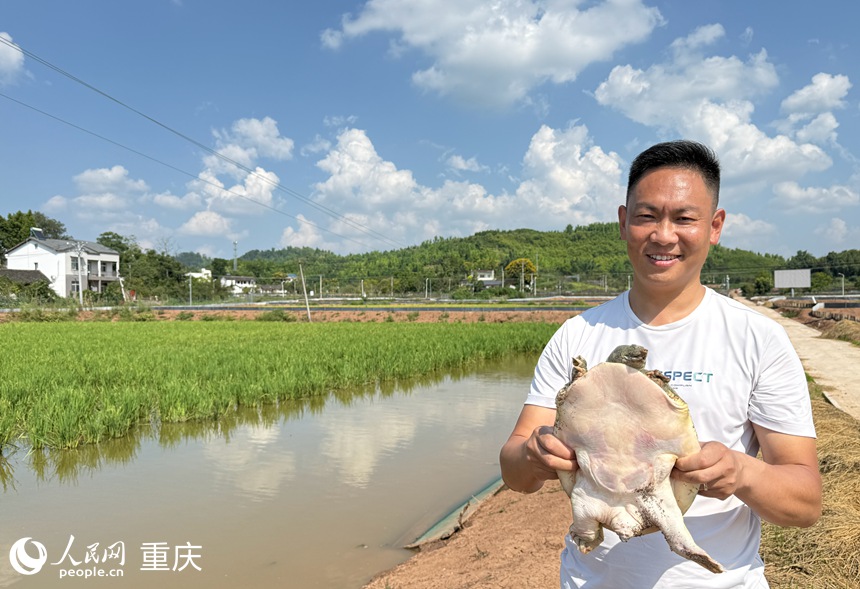 在“稻鱉共生”綜合種養(yǎng)示范基地，袁仁剛展示養(yǎng)殖的甲魚。人民網(wǎng)記者 胡虹攝