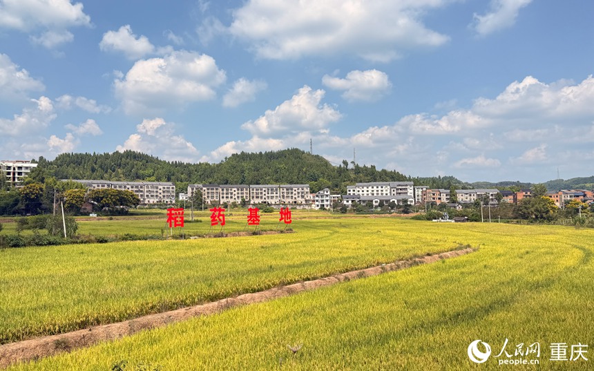 鐵山鎮(zhèn)稻藥基地。人民網(wǎng)記者 胡虹攝