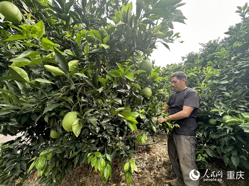 李仕全正在為果樹梳枝。人民網(wǎng)記者 劉政寧攝