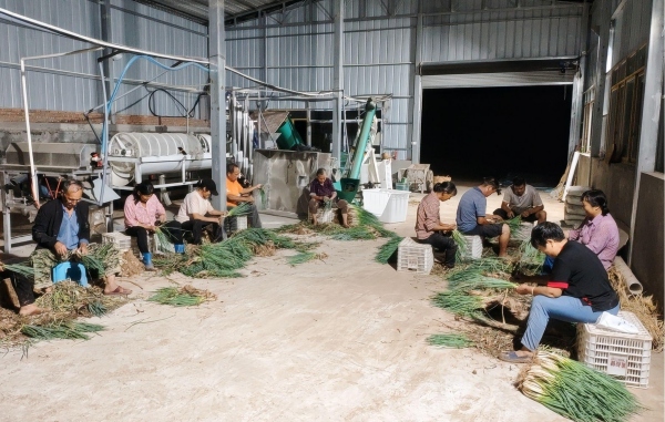 云陽縣龍洞鎮(zhèn)龍槽村群眾連夜收獲售賣蔥花。劉德海攝