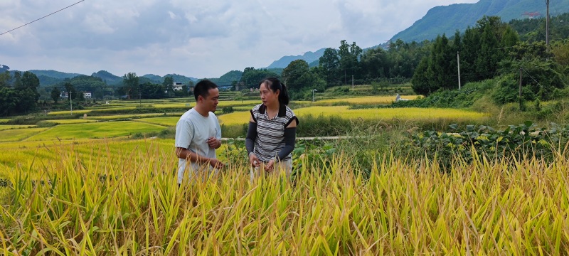 李英查看水稻生長(zhǎng)情況。張常偉攝