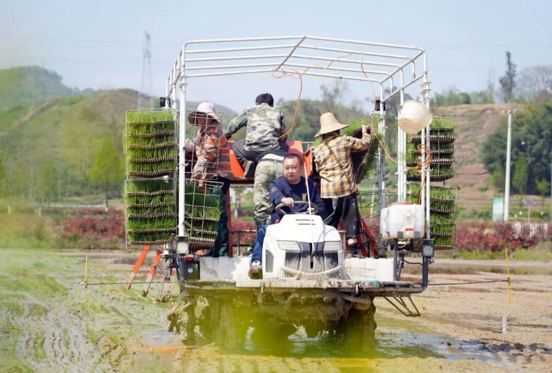 鄧中在田間勞作。熊偉攝