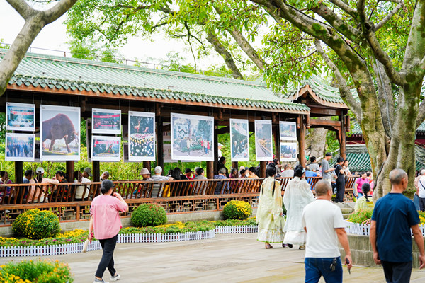 “時(shí)光里的鵝嶺”主題展區(qū)，收錄了鵝嶺菊展歷年珍貴影像?；顒?dòng)方供圖