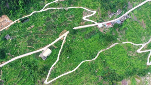 龍洞鎮(zhèn)龍升村柑橘園。方劍攝