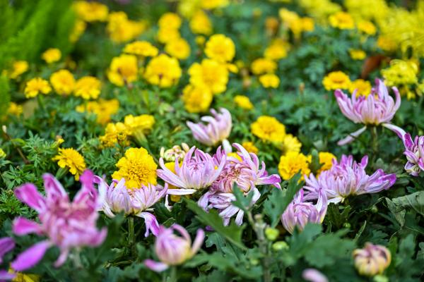 菊花綻放。崔景印攝