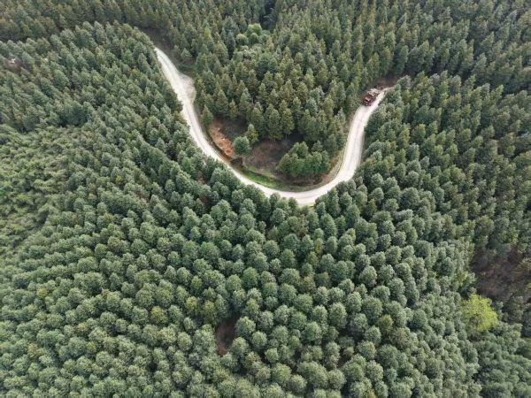 重慶市永川楠木林。農(nóng)發(fā)行重慶永川支行供圖