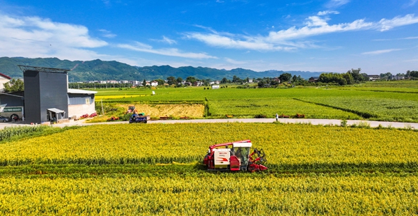 8月25日，墊江縣沙坪鎮(zhèn)李白村水稻制種基地，農(nóng)機穿梭在稻田里收割水稻。（資料圖片）特約攝影 龔長浩